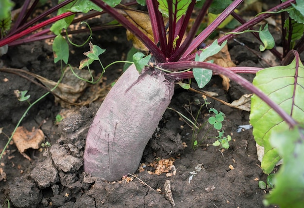 A large cylindrical beet growing in the garden