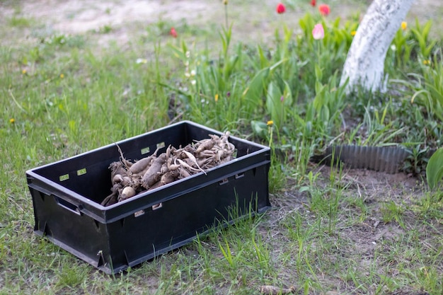 Large dahlia tubers with dried stems are stacked in plastic boxes standing on green grass Preparing