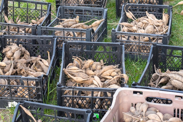 Large dahlia tubers with dried stems are stacked in plastic boxes standing on green grass