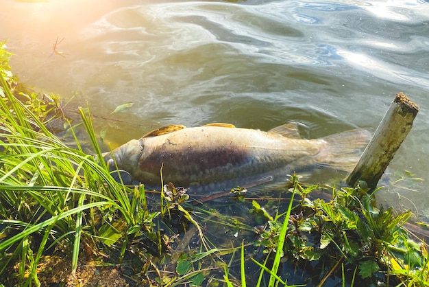 A large dead fish on the shore of the lake died from extreme heat