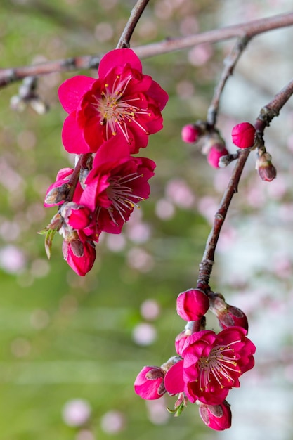 Large delicate saturated beautiful pink sakura flowers