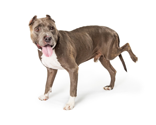 Premium Photo Large Dog With Injured Leg premium-photo-large-dog-with-injured-leg