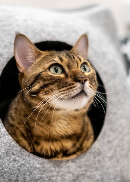Крупная домашняя кошка саванной или бенгальской породы в кошачьей постели.