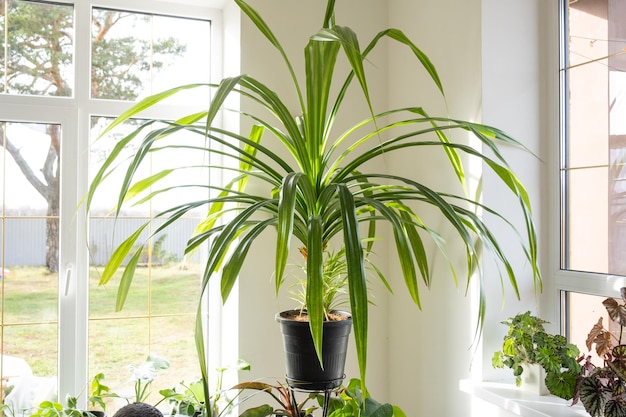 A large domestic plant Pandanus in the interior of the house on a stand Green house homeplant care