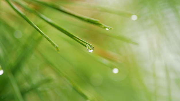 Large drops of dew on pine green needles water drop on pine needles weather is rainy shallow depth