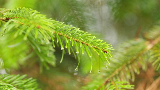 Large drops of dew on spruce green needles water drop on spruce needles weather is rainy bokeh