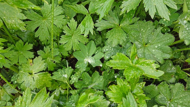 Large drops of water on the leaves