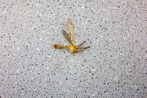 Большой сухой комар Мертвый комар coramor Tipulidae Сухое насекомое