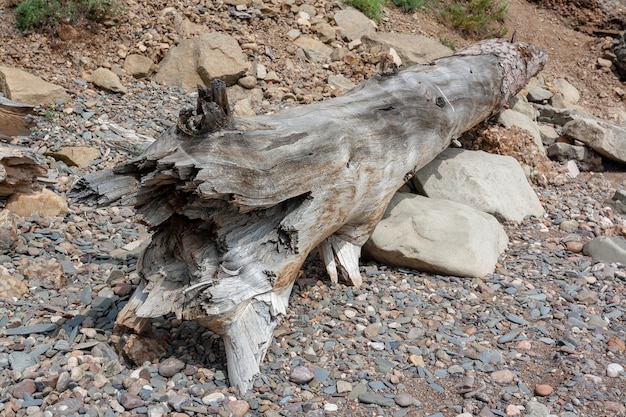 Large dry old tree trunk with broken edge lies on pebbles and large stones. Horizontal image.