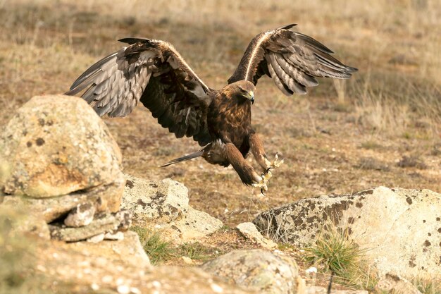 Photo a large eagle flying over some rocks and some grass