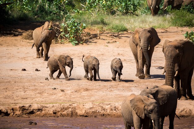 A large elephant family is on the bank of a river