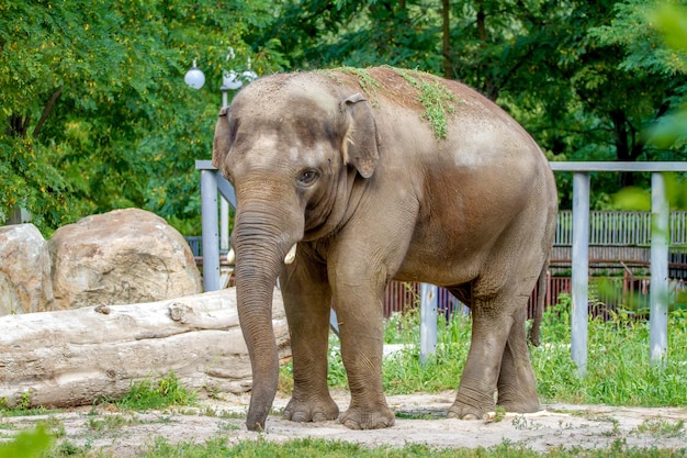 大きな象が動物園の囲いの中を歩く