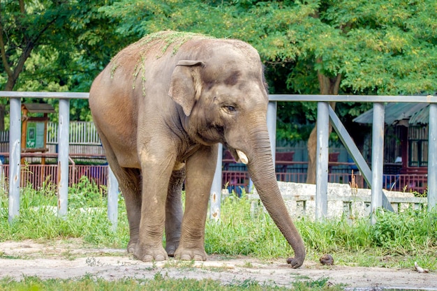 大きな象が動物園の囲いの中を歩く
