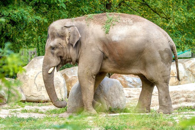 大きな象が動物園の囲いの中を歩く