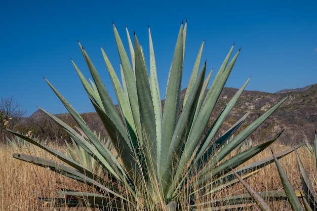 Large espadin agave plants in oaxaca