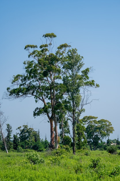 Foto grande albero di eucalipto in un luogo deserto, paesaggio