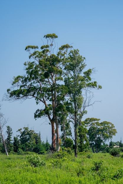 Photo large eucalyptus tree in a deserted place, landscape