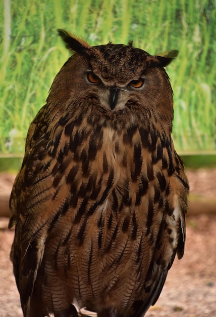 Большая евразийская сова с орлиным глазом выглядит очень настороженно.