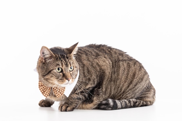 Large European tabby cat with a bow tie