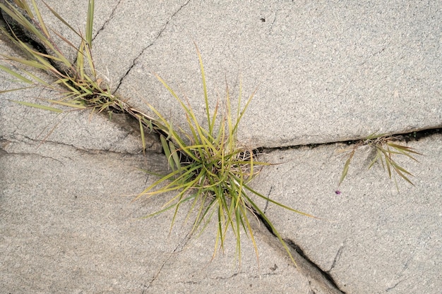 A large even stone with grass growing in its crack