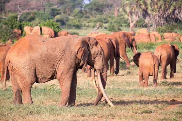 Большая семья красных слонов на пути через кенийскую саванну