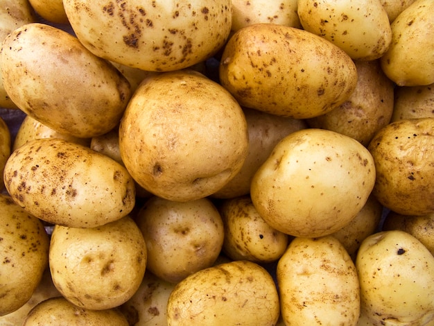 The large farm potatoes in the heap