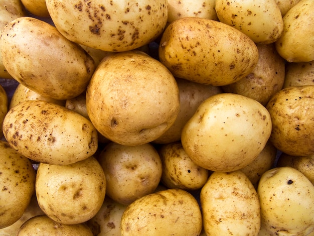 Photo the large farm potatoes in the heap