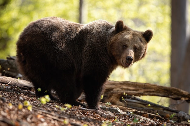 夏のブナの森でカメラを向けるヒグマの大きなメス