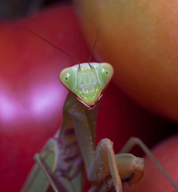 large female of the mantis