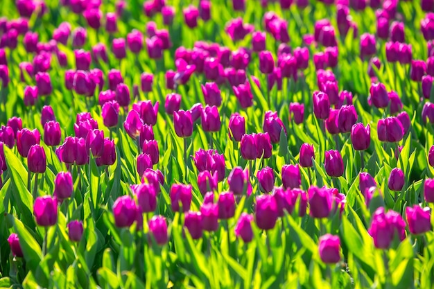 보라색 튤립 꽃과 식물학이 피는 넓은 들판