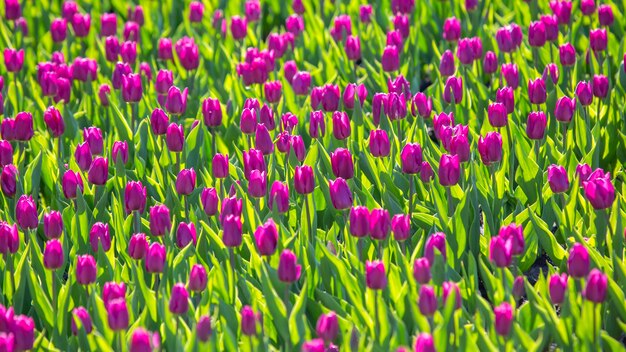 Large field of blooming purple tulips