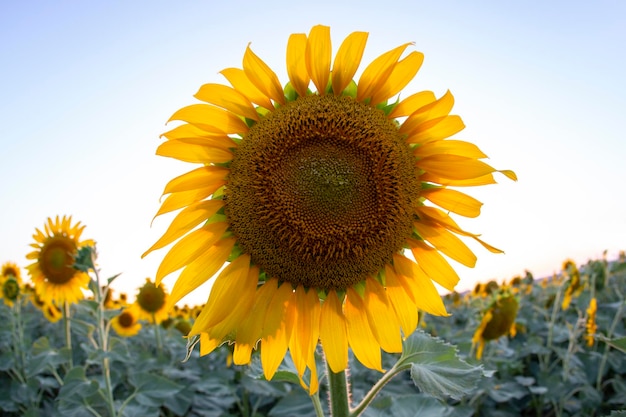 large field of blooming sunflowers against the backdrop of a sunny cloudy sky. Agronomy, agriculture