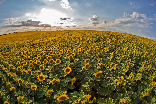 Large field of blooming sunflowers against the backdrop of a sunny cloudy sky