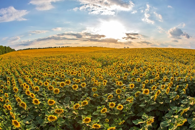 Large field of blooming sunflowers against a sunny cloudy sky.