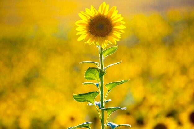 large field of blooming sunflowers.