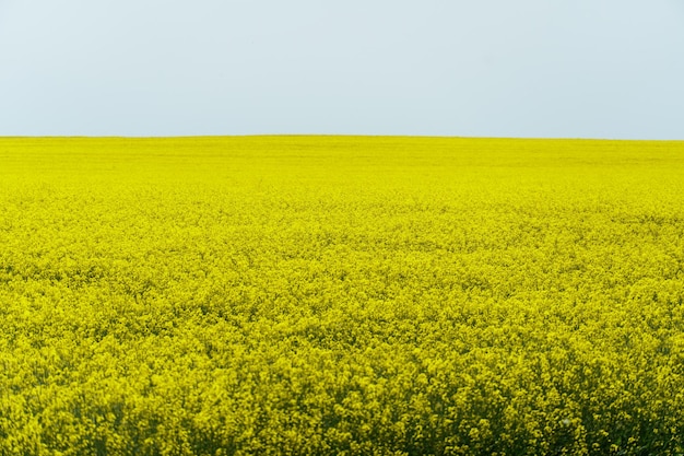 A large field of blooming yellow rapeseed against a blue sky view of an agricultural rapeseed field and collected haystacks