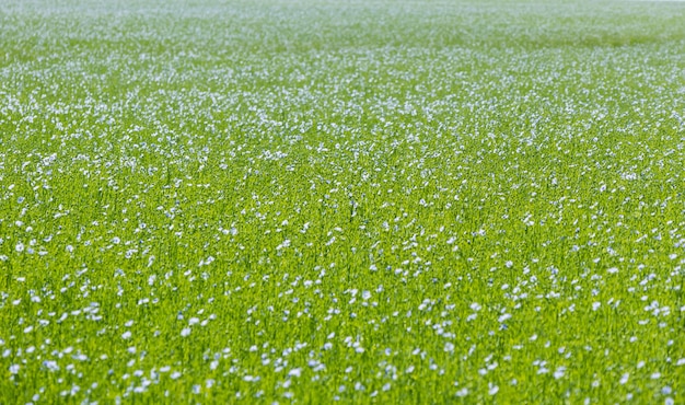 Large field of flax in bloom in spring