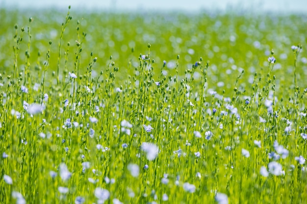 Large field of flax in bloom in spring