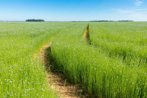 Large field of flax in bloom in spring