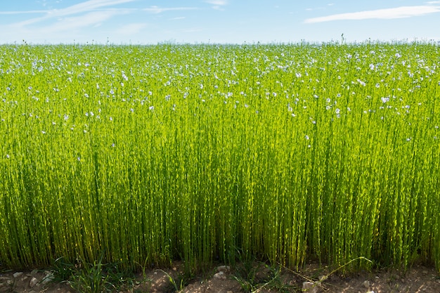 Large field of flax in bloom in spring