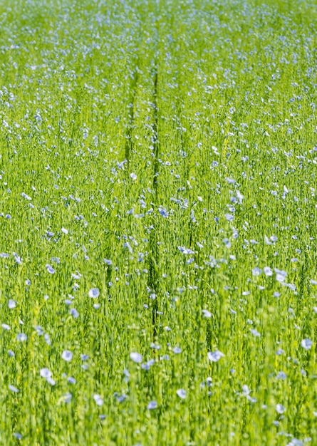 Большое поле льна в цвету весной