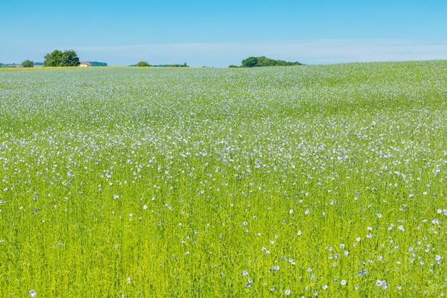 Large field of flax in bloom in spring