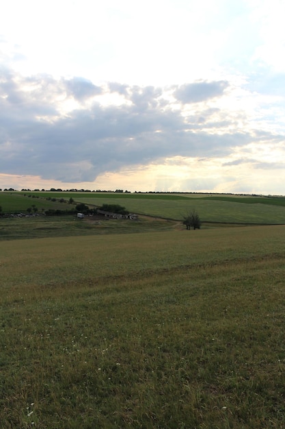 A large field of grass