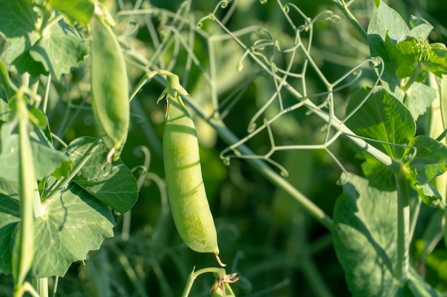 A large field of green peas Growing green peas on an industrial scale Large agroindustrial business Green pea pods closeup Ecological agriculture