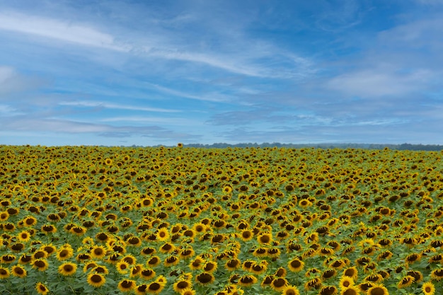 A large field of sunflowers against the sky Summer Landscape