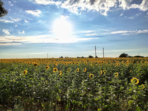 large field of sunflowers