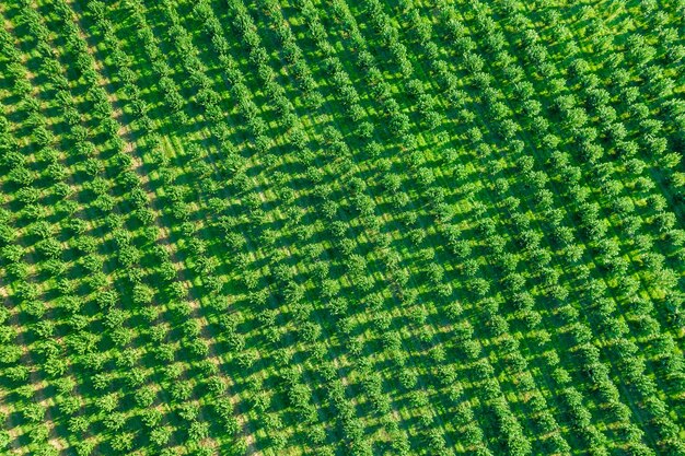 Photo a large field with hazel bushes which are planted in straight rows view from a height