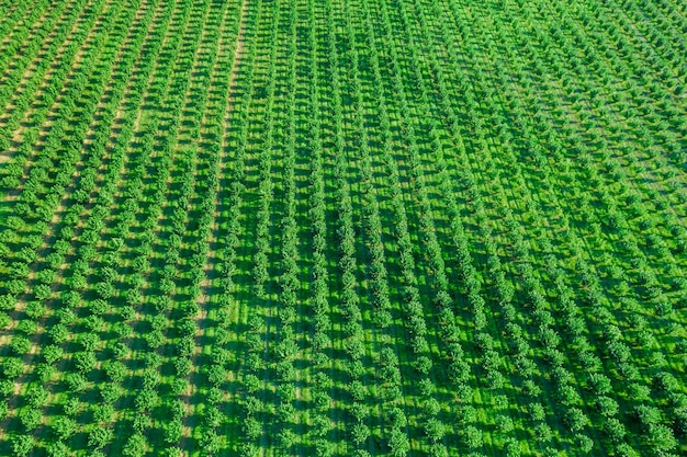 Un grande campo con cespugli di nocciole piantati in filari diritti vista dall'alto