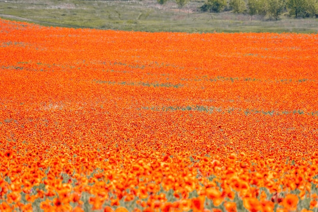 日没時の赤いポピーと緑の草のある広いフィールド美しいフィールド緋色のポピーの花と