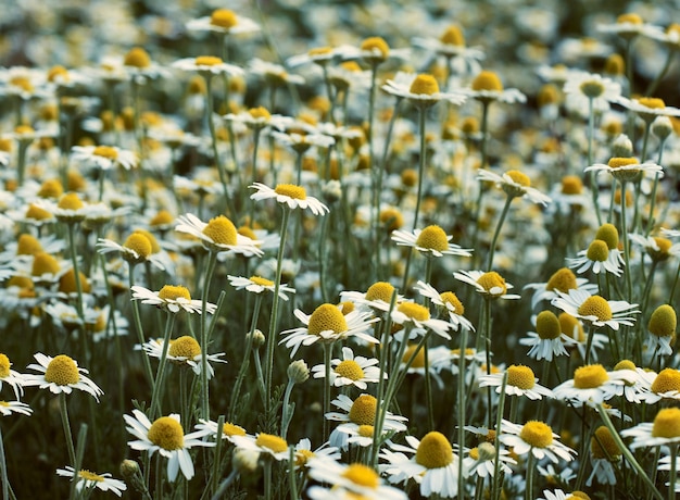 Large field with white blooming daisies on a spring day selective focus